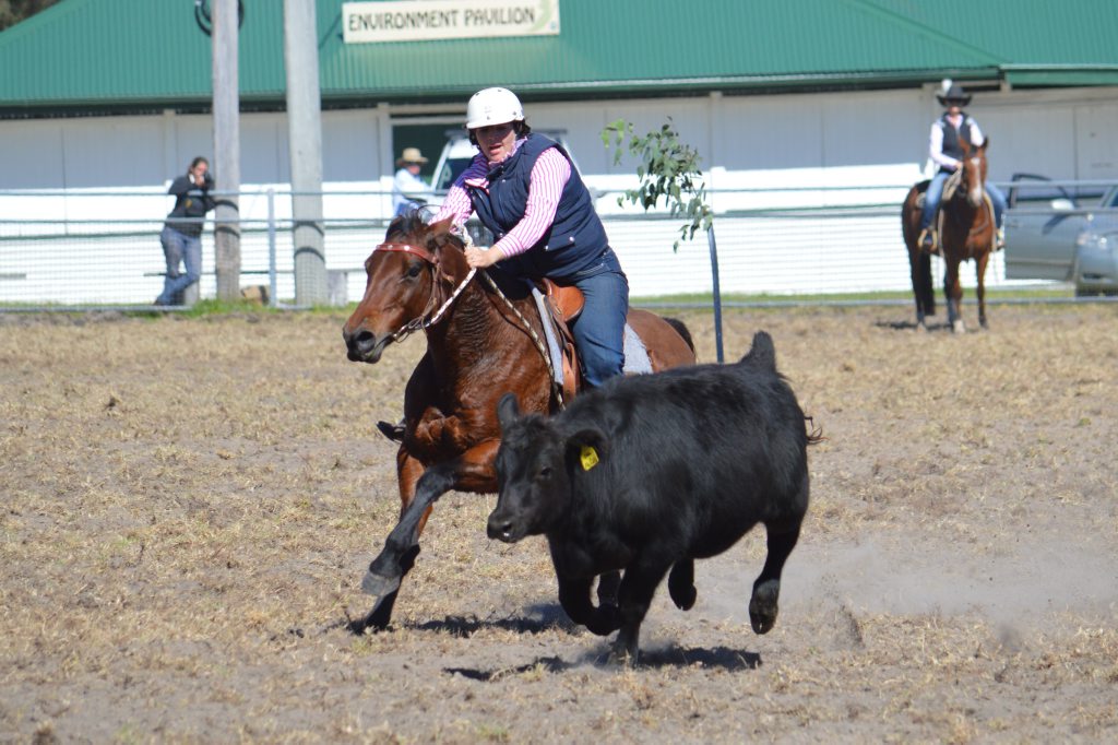 Sarah Chapman from Tenterfield competing at the Stanthorpe campdraft at the weekend. Sarah Chapman from Tenterfield competing at the Stanthorpe campdraft at the weekend.